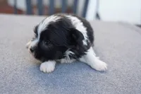 AKC Female 5, a female Havanese for sale in Wilson, NY – 6 of 7