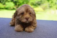 AKC Female 2, a female Havanese for sale in Wilson, NY – 3 of 8
