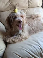AKC Female, a female Havanese for sale in Wilson, NY – 5 of 7