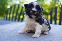 AKC Female 5, a female Havanese for sale in Wilson, NY – 5 of 7