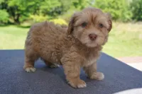 AKC Male 2, a male Havanese for sale in Wilson, NY – 5 of 7