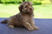 AKC Male 3, a male Havanese for sale in Wilson, NY – 5 of 5
