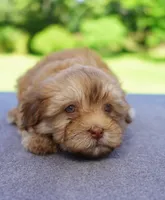 AKC Female 2, a female Havanese for sale in Wilson, NY – 7 of 8