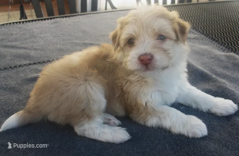 AKC Male 1 – Havanese puppy for sale in Wilson, NY