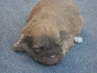 AKC Female 2, a female Havanese for sale in Wilson, NY – 3 of 6