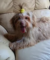 AKC Female, a female Havanese for sale in Wilson, NY – 7 of 7