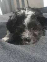 AKC Female 5 on hold, a female Havanese for sale in Wilson, NY – 6 of 10