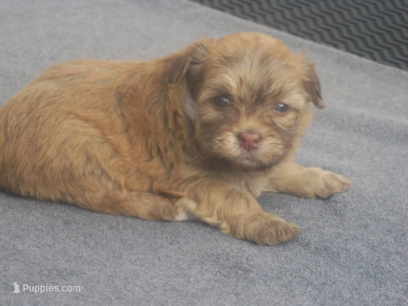 AKC Female 2 – Havanese puppy for sale in Wilson, NY