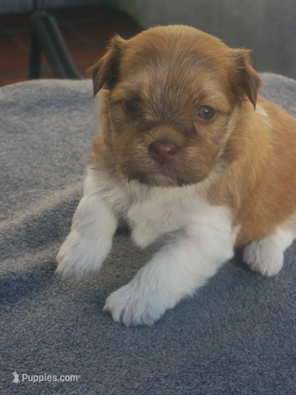 AKC Female 1 – Havanese puppy for sale in Wilson, NY