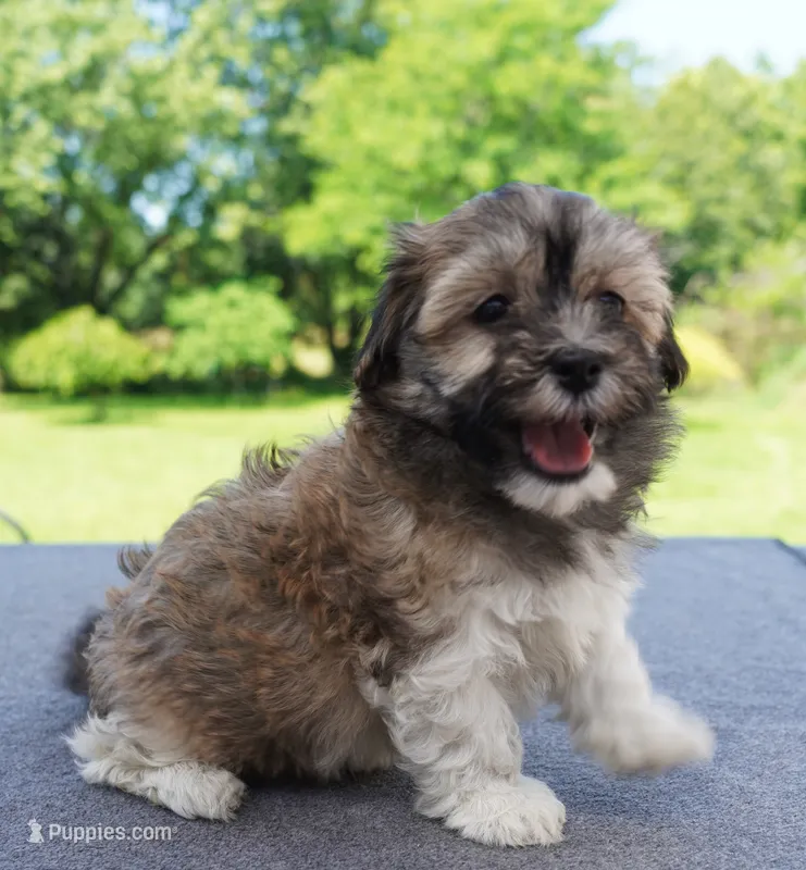 AKC Female 6 – Havanese puppy for sale in Wilson, NY
