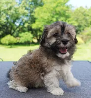 AKC Female 6, a female Havanese for sale in Wilson, NY – 1 of 5