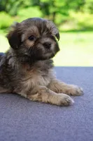 AKC Male 4, a male Havanese for sale in Wilson, NY – 4 of 5