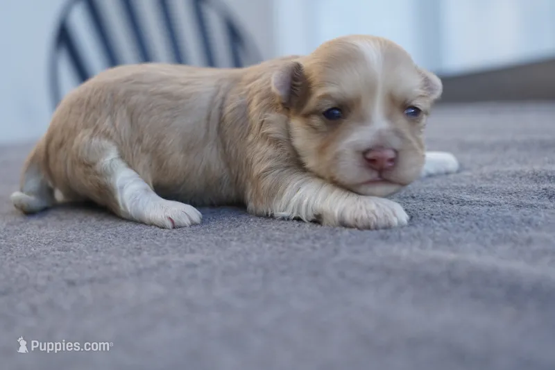 AKC Male 1 – Havanese puppy for sale in Wilson, NY
