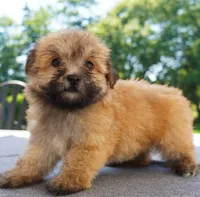 AKC Female 3, a female Havanese for sale in Wilson, NY – 5 of 5