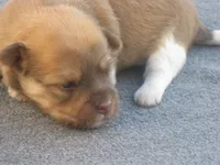 AKC Female 1, a female Havanese for sale in Wilson, NY – 4 of 6