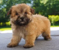 AKC Female 3, a female Havanese for sale in Wilson, NY – 1 of 5