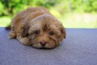 AKC Female 2, a female Havanese for sale in Wilson, NY – 2 of 8
