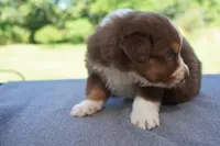 AKC RTM , a male Australian Shepherd for sale in Wilson, NY – 4 of 5