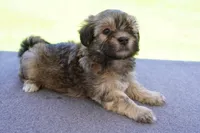 AKC Male 4, a male Havanese for sale in Wilson, NY – 3 of 5