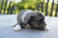 AKC Female 4, a female Havanese for sale in Wilson, NY – 2 of 4