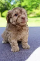 AKC Male 3, a male Havanese for sale in Wilson, NY – 4 of 5