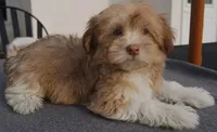 AKC Female , a female Havanese for sale in Wilson, NY – 1 of 4