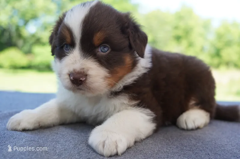 AKC RTM 2 Long Tail – Australian Shepherd puppy for sale in Wilson, NY