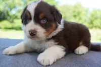 AKC RTM 2 Long Tail, a male Australian Shepherd for sale in Wilson, NY – 1 of 5