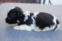 AKC Female 5, a female Havanese for sale in Wilson, NY – 7 of 7