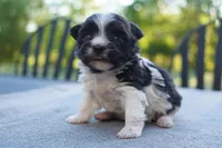 AKC Female 5, a female Havanese for sale in Wilson, NY – 2 of 7