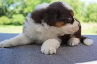 AKC RTM 2 Long Tail, a male Australian Shepherd for sale in Wilson, NY – 3 of 5