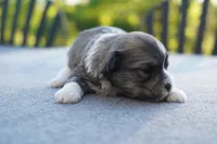 AKC Female 4, a female Havanese for sale in Wilson, NY – 4 of 4