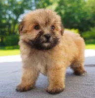 AKC Female 3, a female Havanese for sale in Wilson, NY – 3 of 5