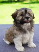 AKC Female 6, a female Havanese for sale in Wilson, NY – 5 of 5