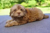 AKC Female 2, a female Havanese for sale in Wilson, NY – 8 of 8