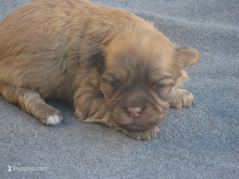 AKC Female 2 – Havanese puppy for sale in Wilson, NY
