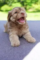 AKC Male 3, a male Havanese for sale in Wilson, NY – 2 of 5