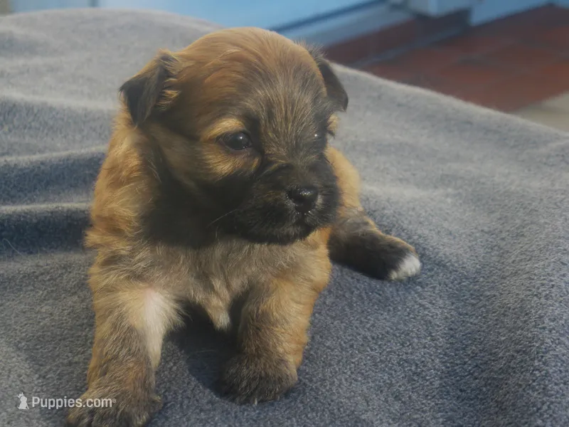 AKC Female 3 – Havanese puppy for sale in Wilson, NY