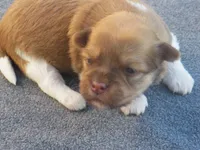 AKC Female 1, a female Havanese for sale in Wilson, NY – 6 of 6