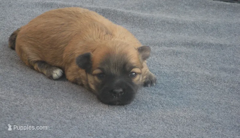 AKC Female 3 – Havanese puppy for sale in Wilson, NY
