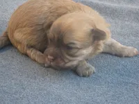 AKC Female 2, a female Havanese for sale in Wilson, NY – 6 of 6
