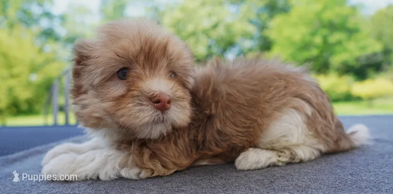 AKC Female 2 – Havanese puppy for sale in Wilson, NY