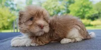 AKC Female 2, a female Havanese for sale in Wilson, NY – 1 of 5