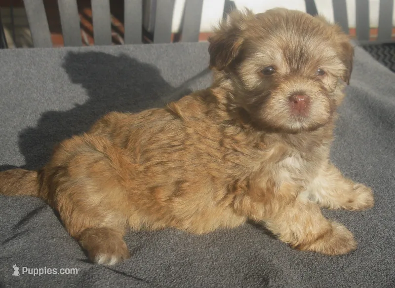 AKC Female 2 – Havanese puppy for sale in Wilson, NY