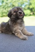 AKC Male 4, a male Havanese for sale in Wilson, NY – 2 of 5