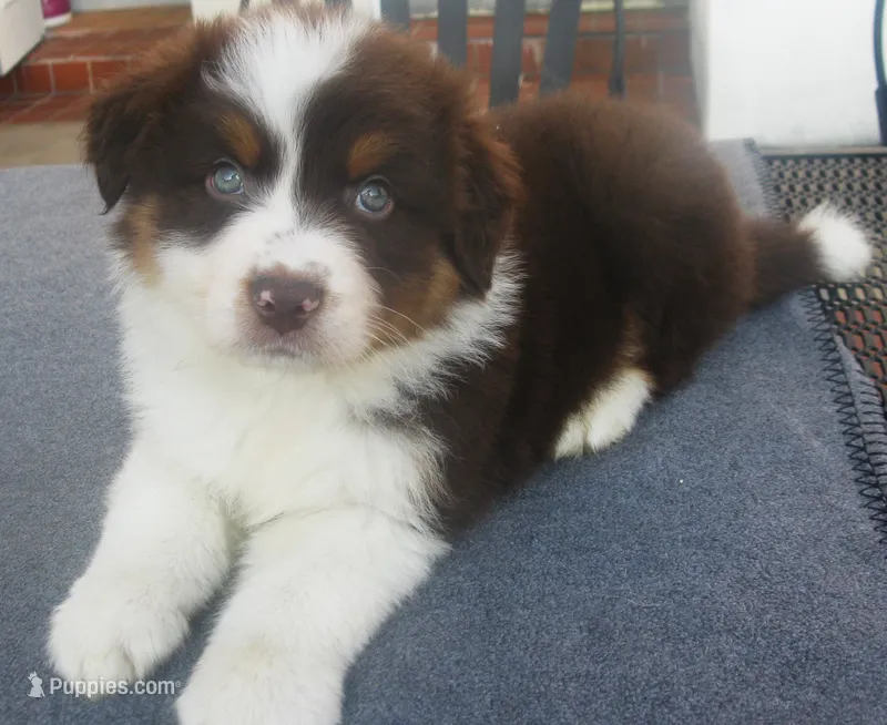 AKC RTM 2 Long Tail – Australian Shepherd puppy for sale in Wilson, NY