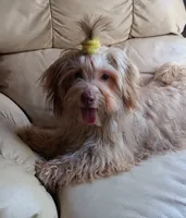 AKC Female, a female Havanese for sale in Wilson, NY – 6 of 7