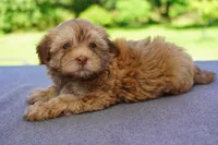 AKC Female 2, a female Havanese for sale in Wilson, NY – 4 of 8
