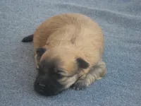 AKC Female 3, a female Havanese for sale in Wilson, NY – 7 of 8