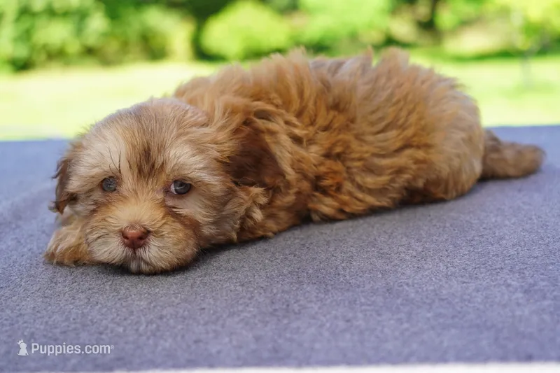 AKC Female 2 – Havanese puppy for sale in Wilson, NY